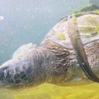 Haaretz / Sea turtle gets help from student