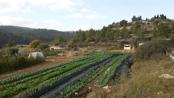 חוות קיימא, בית זית